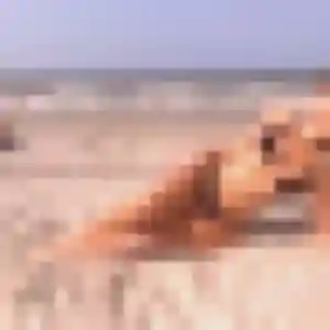 Photo de Roxane à Hallennes-lez-Haubourdin (34 ans) - plan cul anonyme
