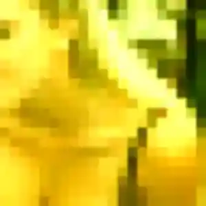 plan cul à La Baule-Escoublac : photo de Soraya, 31 ans - sans engagement