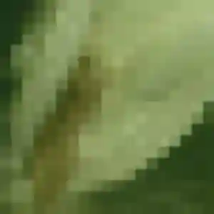 Charmante Amandine, 22 ans à La Fresnais - voir sa photo